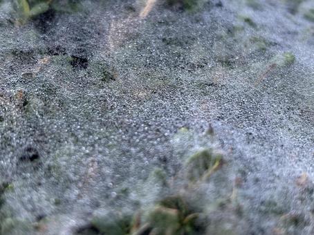 蜘蛛の巣の霜 蜘蛛の巣,霜,自然の写真素材