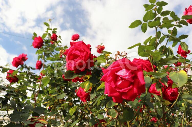 日本生まれの赤い薔薇、宴 薔薇,宴,植物の写真素材