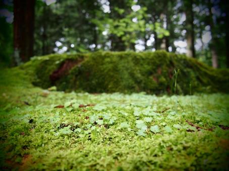 苔 苔の写真