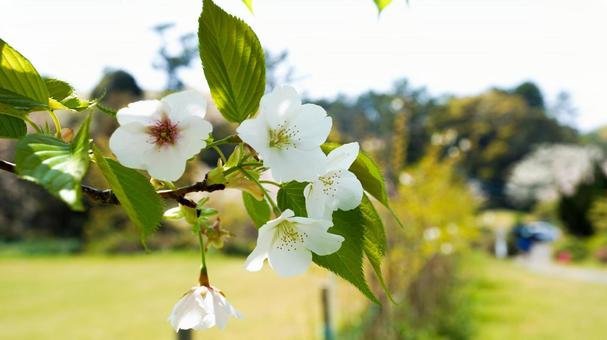 咲き乱れる桜の写真
