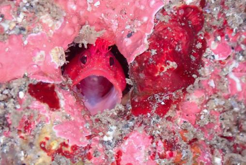 三浦 あくびをするアライソコケギンポ 三浦 あくびをするアライソコケギンポの写真