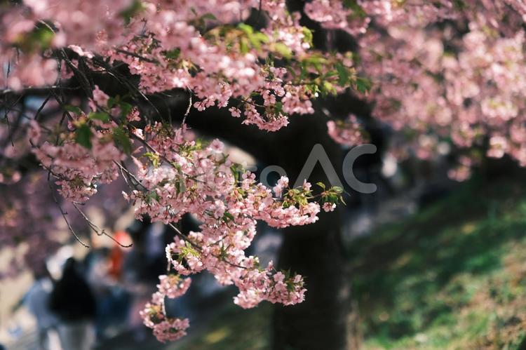 陽の光を浴びる葉桜 葉桜,桜,春の写真素材