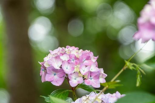 Hydrangea shining in the sunlight, JPG Hydrangea shining in the sunlight, JPG