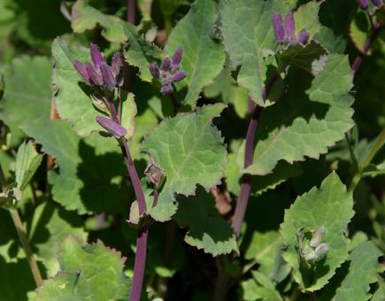 ショカツサイ ショカツサイの写真