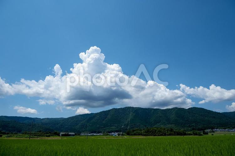 風景素材　真夏の田園と青空 風景,田園,田んぼの写真素材