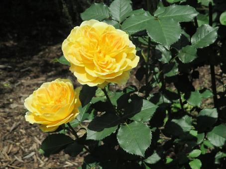 黄色いバラ 黄色いバラの写真