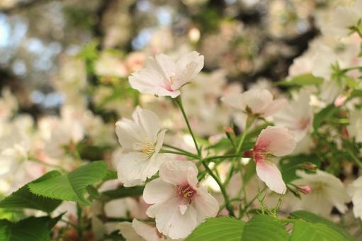 【花の写真】葉桜 【花の写真】葉桜の写真