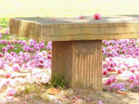 Spring-colored bench, फूल, चेरी का पेड़, चेरी-खिलना देखने, JPG