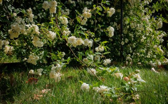 Banksweet rose blooming in Kyoto Botanical Garden, JPG