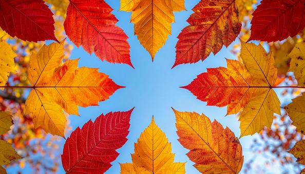紅葉の放射アート 紅葉の放射アートの写真