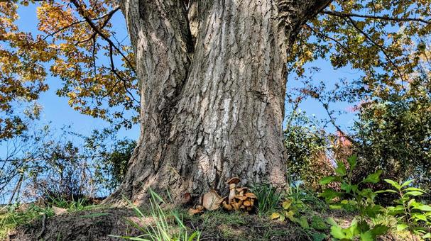 大きい木と根本にはえたきのこたち 大きい,木,根本の写真素材
