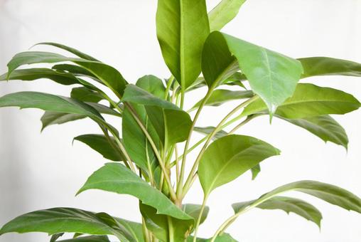 観葉植物 白背景 観葉植物 白背景の写真
