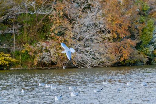 Photo, uricamome, bird, waterfowl, 