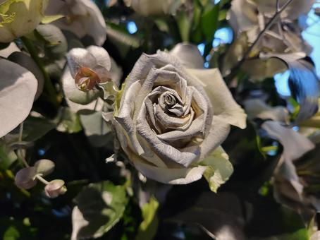 バラ バラ バラ,花,銀の写真素材