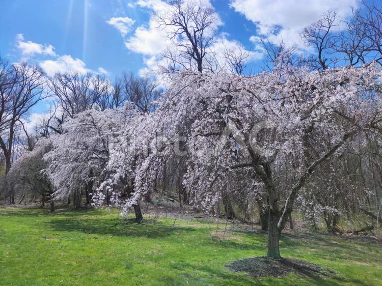 海外の桜 春,４月,３月の写真素材
