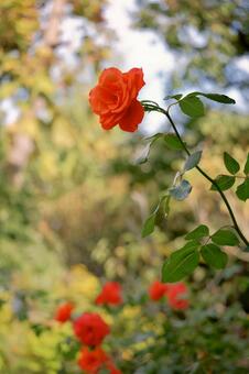 オレンジのバラの写真