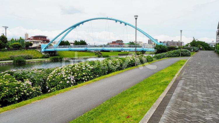 旧中川河畔の紫陽花＆ふれあい橋（江東区） 初夏,紫陽花,旧中川水辺公園の写真素材