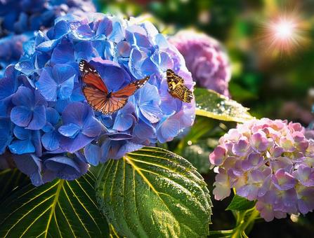 紫陽花と蝶 紫陽花と蝶の写真
