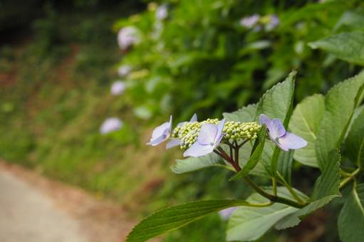 道端に咲くガクアジサイの花の写真