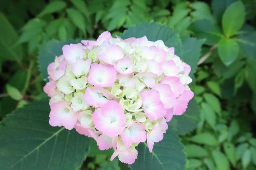 Hydrangea, JPG Hydrangea, JPG