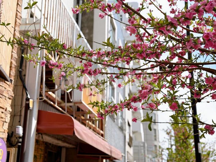 南千住　散りかけの梅 台東区,日本堤,南千住駅の写真素材