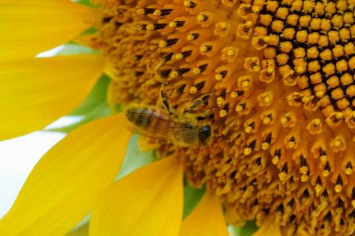 蜜を集めるミツバチとひまわり 蜜を集めるミツバチとひまわりの写真