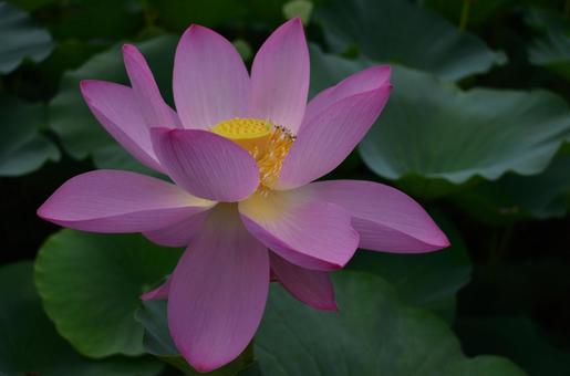 Photo, plant, a lotus, oga lotus, 