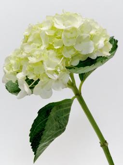 白色のアジサイ 白色のアジサイ アジサイ,花,植物の写真素材