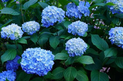 青いアジサイの花 青いアジサイの花の写真