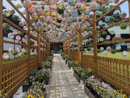 クリアボール球 クリアボール球,夏,向日葵の写真素材