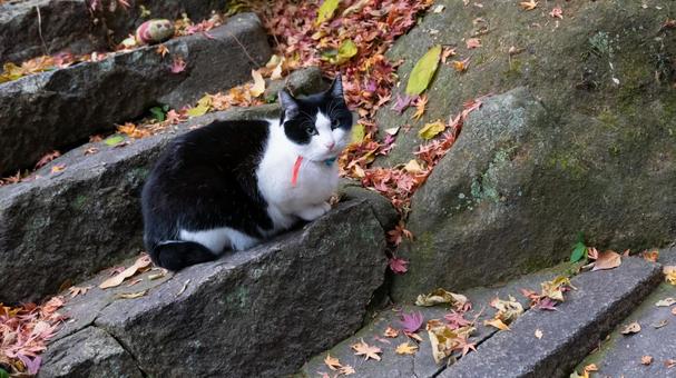 秋風にまどろむ猫の午後 秋風にまどろむ猫の午後 秋,猫,落ち葉の写真素材
