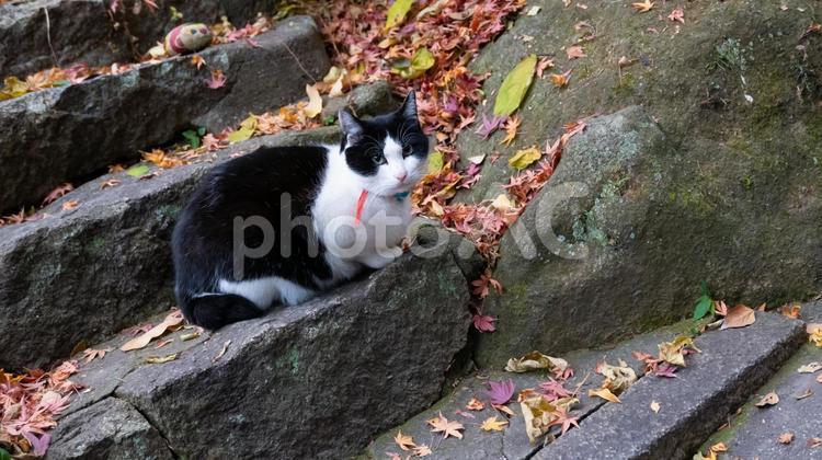 秋風にまどろむ猫の午後 秋,猫,落ち葉の写真素材