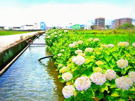 あじさい 自然,花,植物の写真素材
