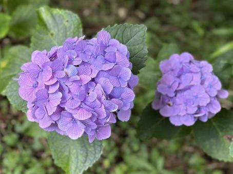 紫色のアジサイ 紫色のアジサイ あじさい,紫陽花,花の写真素材