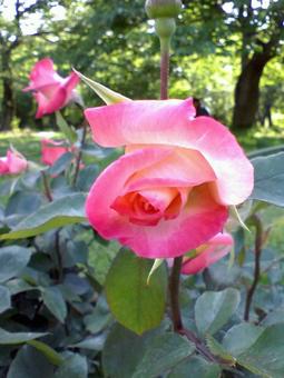 かわいいバラ かわいいバラの写真