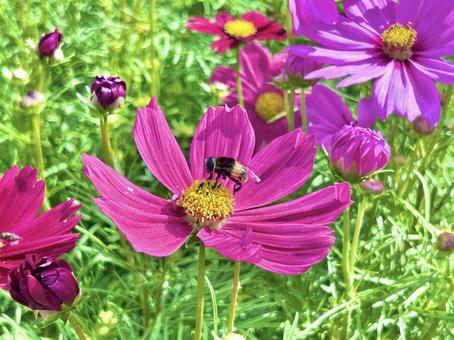 コスモスと蜂 コスモスと蜂の写真