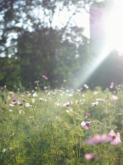 Cosmos vertical, JPG