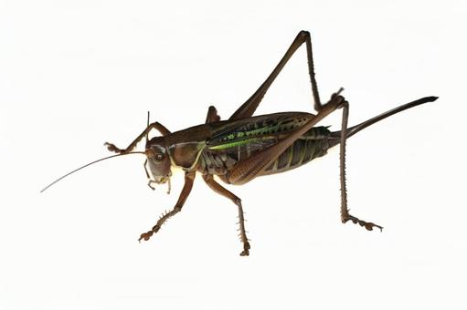 キリギリス キリギリスの写真