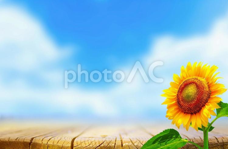 満開のひまわりの背景に青空と木の板が有る画像 夏,背景,ひまわりの写真素材