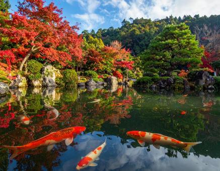 錦鯉のいる秋の日本庭園 錦鯉のいる秋の日本庭園の写真