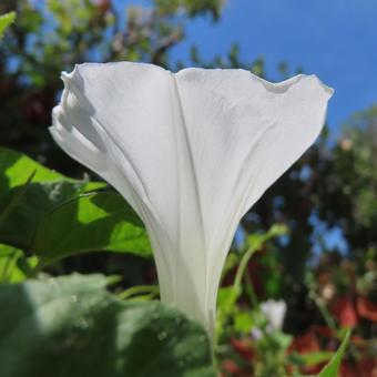 アサガオ(朝顔) アサガオ(朝顔) アサガオ,朝顔,花の写真素材