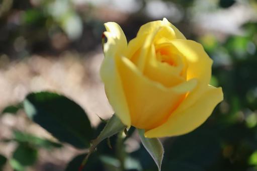 バラ園の黄色い薔薇を撮りましたの写真