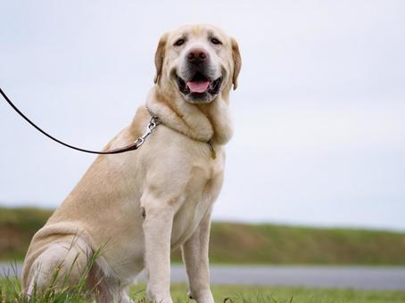 お座りするラブラドールレトリバー お座りするラブラドールレトリバー 犬,ラブラドール,ラブラドールレトリバーの写真素材