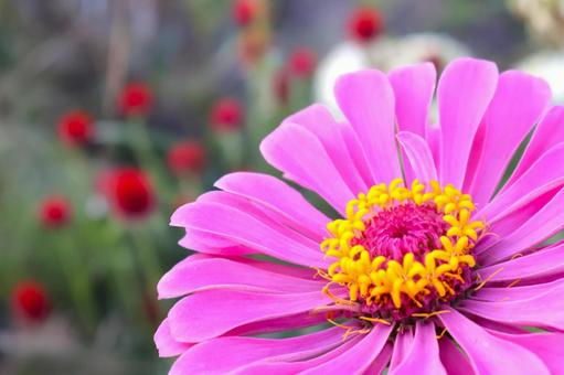 初夏から秋まで咲く庭のジニアの花 百日草 初夏から秋まで咲く庭のジニアの花 百日草 ジニア,ヒャクニチソウ,百日草の写真素材