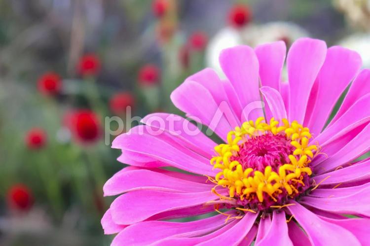 初夏から秋まで咲く庭のジニアの花　百日草 ジニア,ヒャクニチソウ,百日草の写真素材