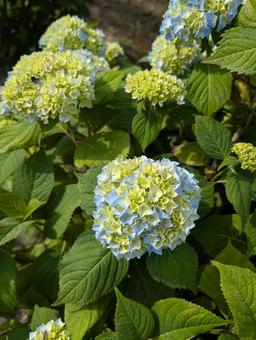 Hydrangea, JPG