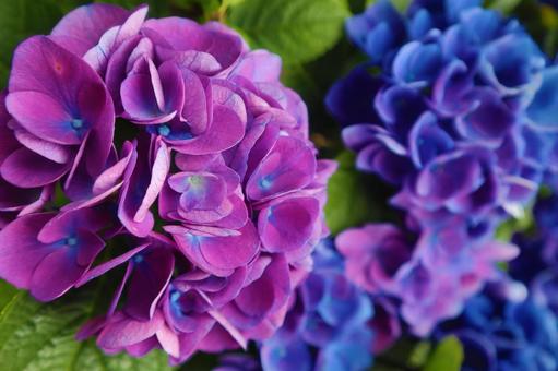 紫陽花 紫陽花の写真