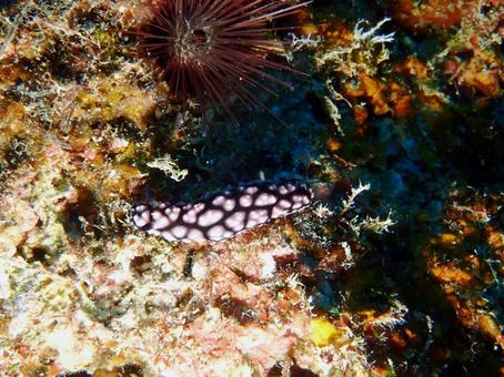 コイボウミウシ ウミウシ,ダイビング,海の写真素材