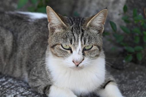 見つめる瞳 見つめる瞳 猫,動物,外の写真素材