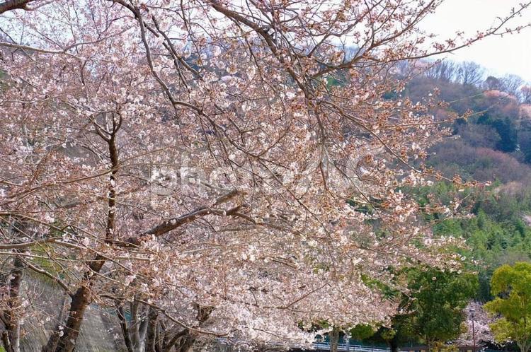 桜　近所の公園 桜,さくら,サクラの写真素材